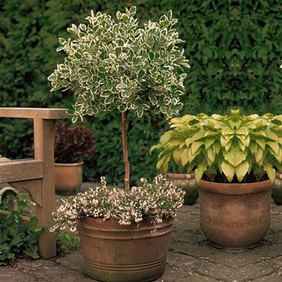 Euonymus fortunei Emerald Gaiety-Standard