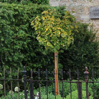 Euonymus fortunei Lemon Lime-Standard