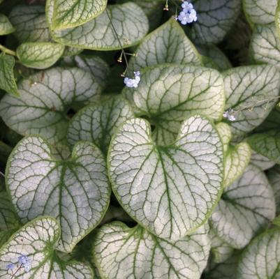 Brunnera macrophylla Jack Frost