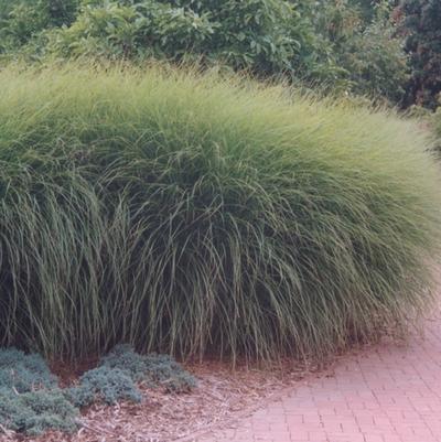 Miscanthus sinensis Gracillimus