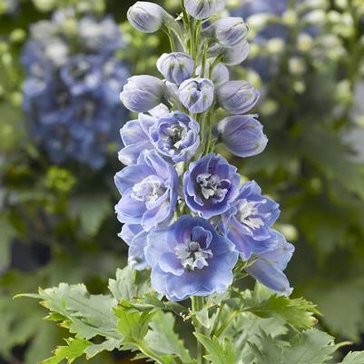 Delphinium elatum Delphina™ Light Blue White Bee