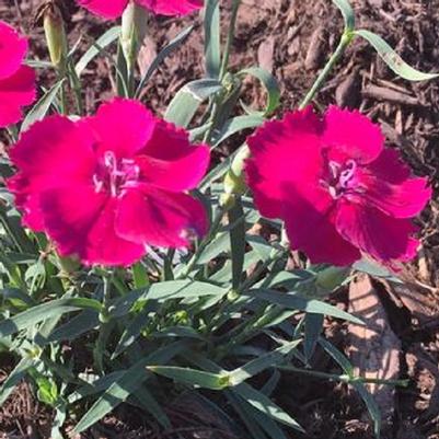 Dianthus x hybrida Mad Magenta