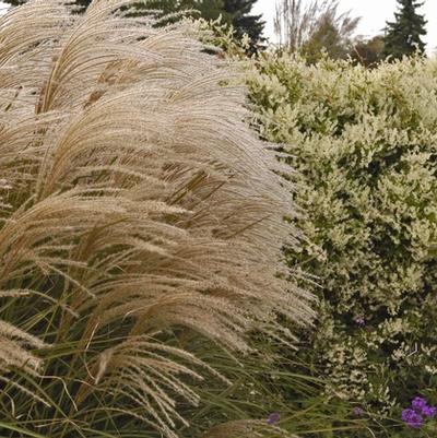 Miscanthus sinensis Graziella