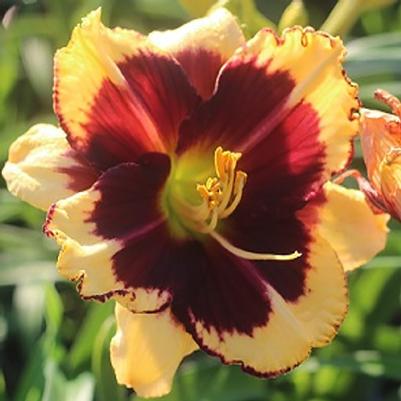 Hemerocallis Tiger Blood