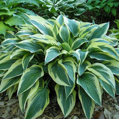 Hosta Bobcat