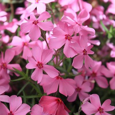 Phlox paniculata Early Start® Pink Improved