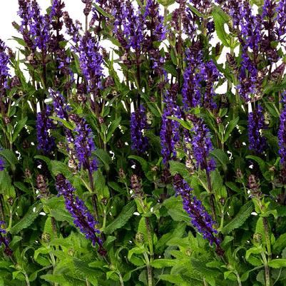 Salvia nemorosa Noble Knight