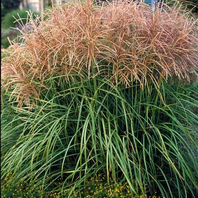 Miscanthus sinensis Huron Sunrise