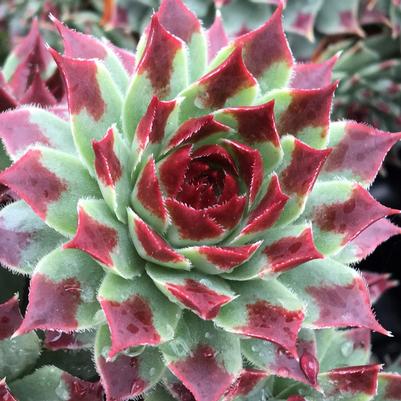 Sempervivum Chick Charms® Mint Marvel™