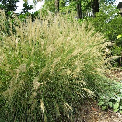 Miscanthus sinensis Little Kitten