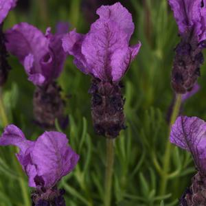 Lavandula stoechas Anouk Royal