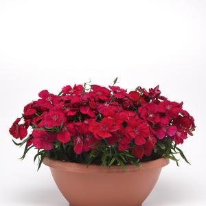 Dianthus chinensis Coronet™ Cherry Red