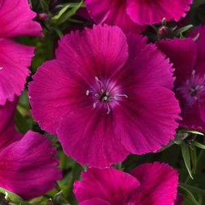 Dianthus chinensis Coronet™ Purple