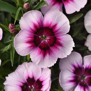 Dianthus chinensis Coronet™ White Purple Eye