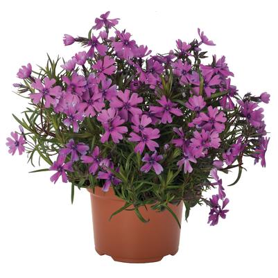 Phlox subulata Spring Lilac