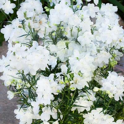 Delphinium grandiflorum Hunky Dory White