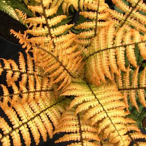 Dryopteris wallichiana Jurassic Gold