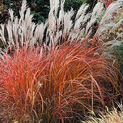 Miscanthus sinensis Fire Dragon