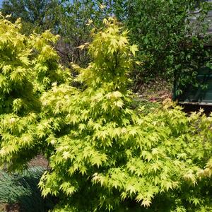 Acer palmatum Orange Dream