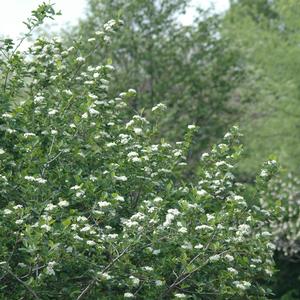 Aronia melanocarpa 