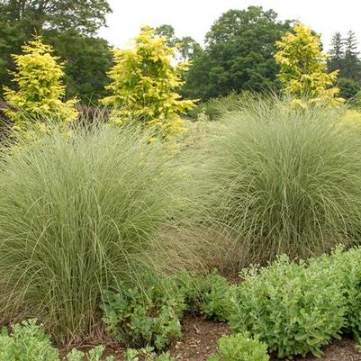 Miscanthus sinensis Morning Light