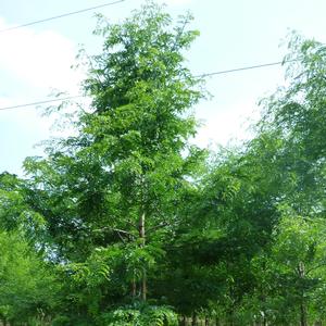 Gleditsia triacanthos var. inermis 