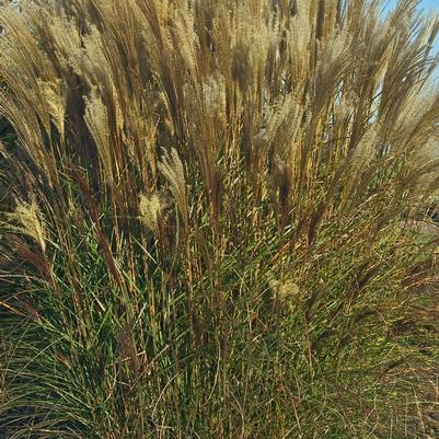 Miscanthus sinensis Nippon