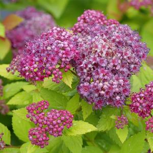 Spiraea japonica Double Play Dolly® 