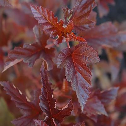 Physocarpus opulifolius Satin Chocolate