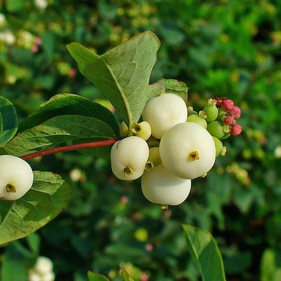 Symphoricarpos albus 