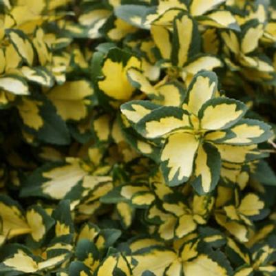 Euonymus fortunei Mickaela