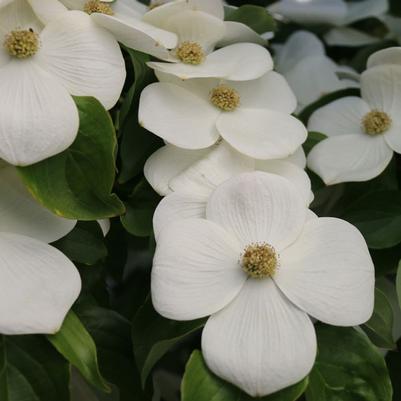 Cornus kousa KN4-43 Starlight®