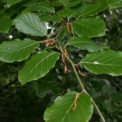 Fagus sylvatica Fastigiata