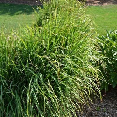 Miscanthus sinensis Zebrinus