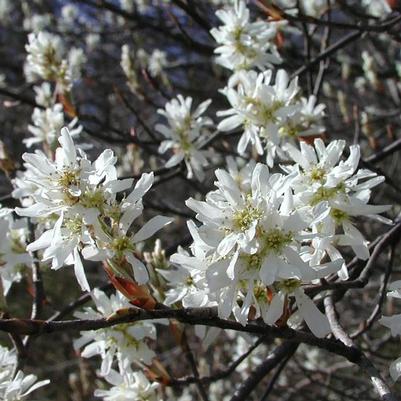 Amelanchier canadensis Rainbow Pillar