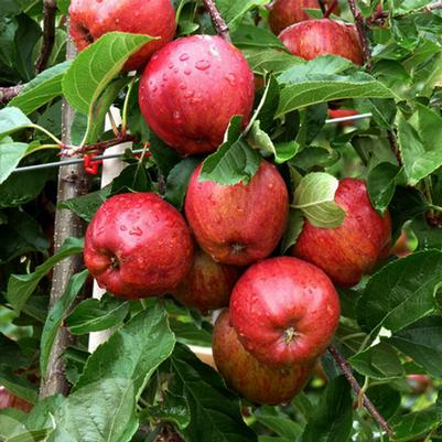 Malus x domestica Gala