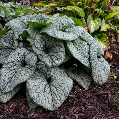 Brunnera macrophylla Queen of Hearts