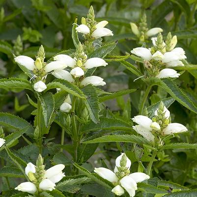 Chelone glabra 