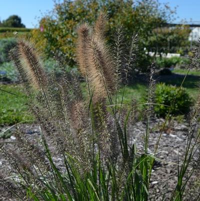 Pennisetum alopecuroides Ginger Love