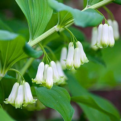 Polygonatum biflorum 