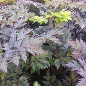 Actaea simplex Pink Spike