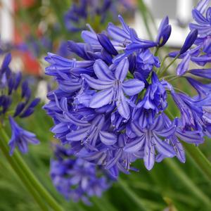 Agapanthus Northern Star