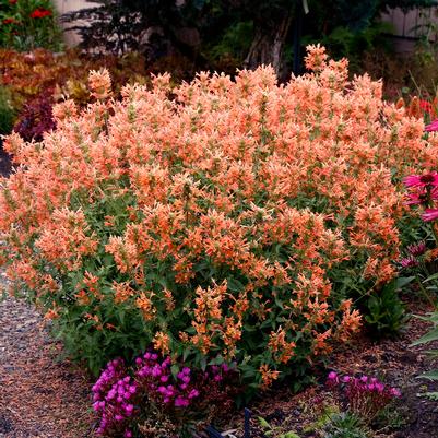 Agastache Poquito™ Orange