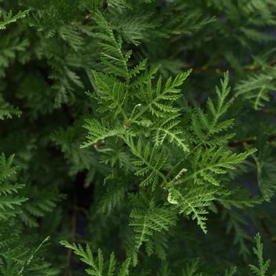 Artemisia gmelinii SunFern™ Olympia