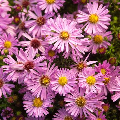 Aster novi-belgii Wood's Pink