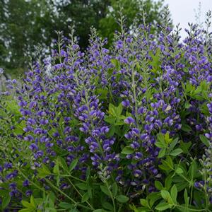 Baptisia Decadence® Blueberry Sundae