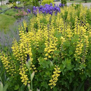 Baptisia Decadence® Lemon Meringue