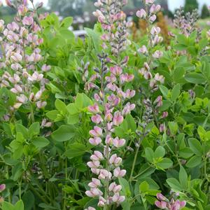 Baptisia Decadence® Deluxe Pink Truffles