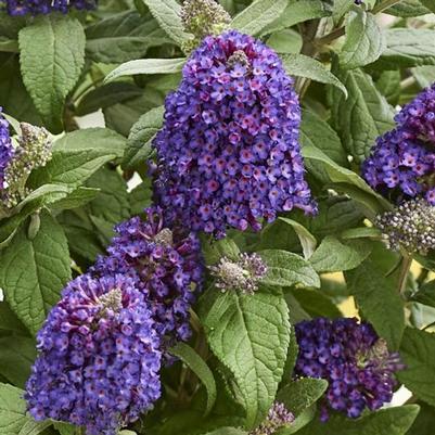 Buddleia davidii Little Rockstars Purple