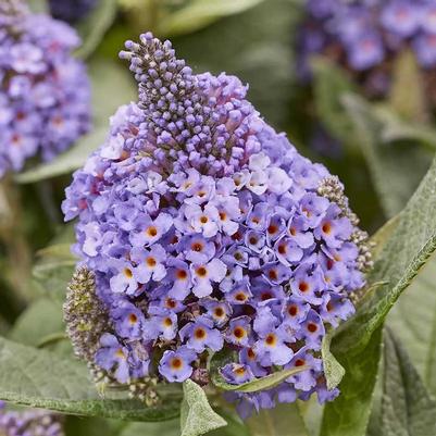 Buddleia davidii Little Rockstars Blue